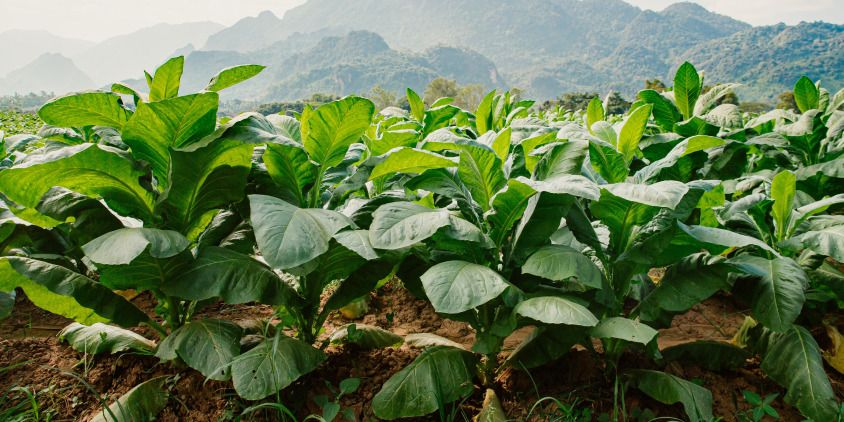 Davidoff Gold and Its Premium Multi-Origin Tobacco