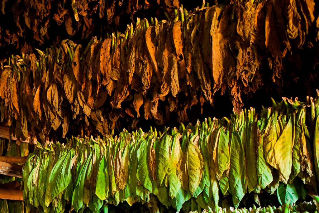 Davidoff and Premium Tobacco Legacy | Soulssky