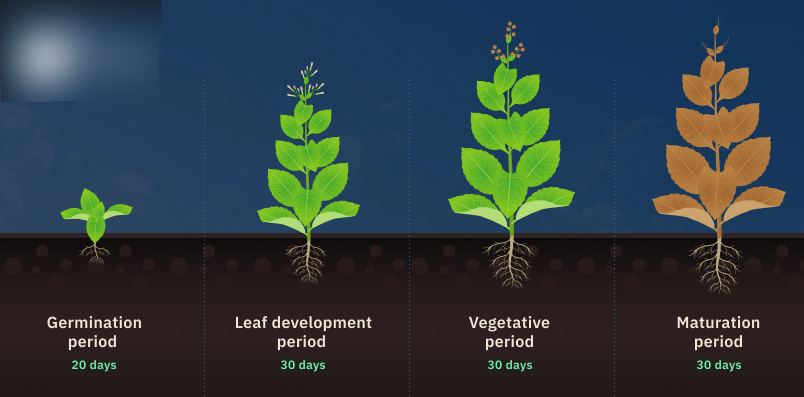 How To Grow Tobacco