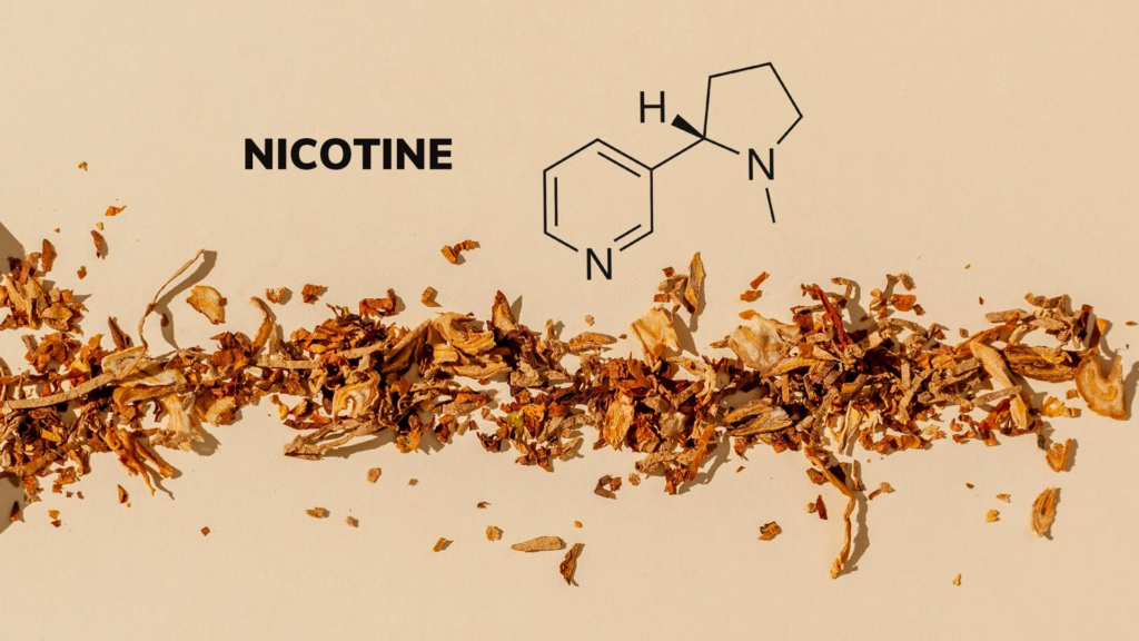 Nicotine chemical structure shown above shredded tobacco