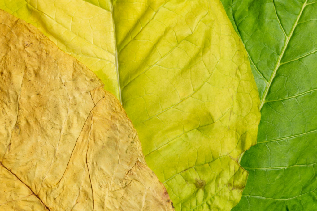 high quality tobacco leaves used in premium cigarettes
